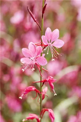 Lindheimers Prachtkerze - Gaura lindheimerii