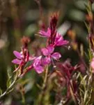 Lindheimers Prachtkerze - Gaura lindheimerii