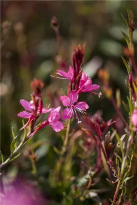 Lindheimers Prachtkerze - Gaura lindheimerii