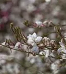 Lindheimers Prachtkerze - Gaura lindheimerii