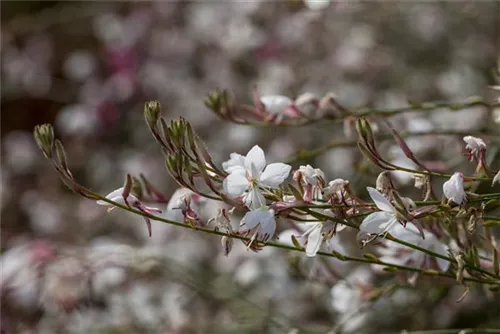 Lindheimers Prachtkerze - Gaura lindheimerii