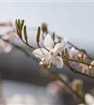 Lindheimers Prachtkerze - Gaura lindheimerii