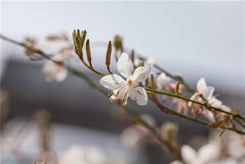 Lindheimers Prachtkerze - Gaura lindheimerii