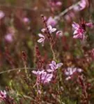 Lindheimers Prachtkerze - Gaura lindheimerii