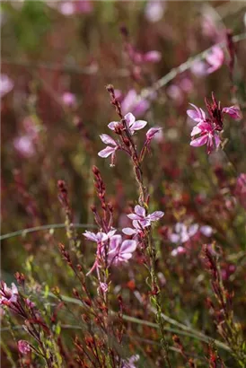 Lindheimers Prachtkerze - Gaura lindheimerii