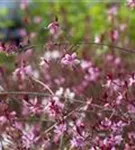 Lindheimers Prachtkerze - Gaura lindheimerii