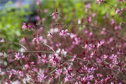 Lindheimers Prachtkerze - Gaura lindheimerii