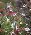 Lindheimers Prachtkerze - Gaura lindheimerii