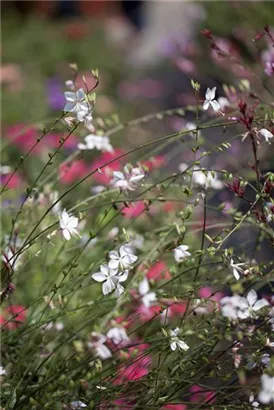 Lindheimers Prachtkerze - Gaura lindheimerii