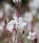 Lindheimers Prachtkerze - Gaura lindheimerii