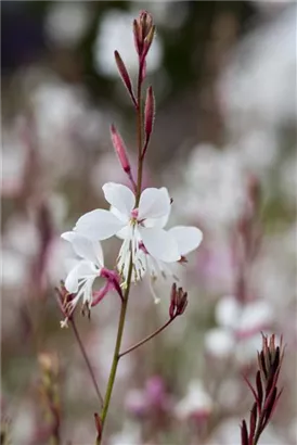 Lindheimers Prachtkerze - Gaura lindheimerii