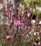 Lindheimers Prachtkerze - Gaura lindheimerii