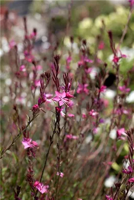 Lindheimers Prachtkerze - Gaura lindheimerii