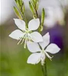 Lindheimers Prachtkerze - Gaura lindheimerii