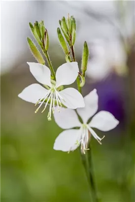 Lindheimers Prachtkerze - Gaura lindheimerii