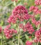 Rotblühende Garten-Spornblume - Centranthus ruber 'Coccineus'