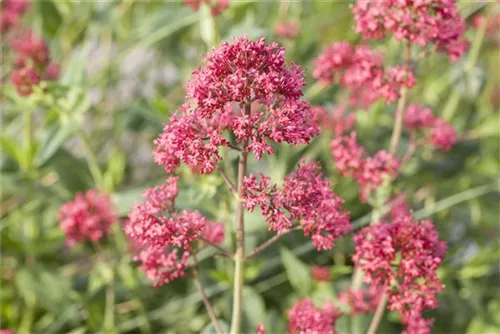 Rotblühende Garten-Spornblume - Centranthus ruber 'Coccineus'