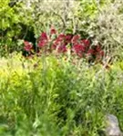 Rotblühende Garten-Spornblume - Centranthus ruber 'Coccineus'