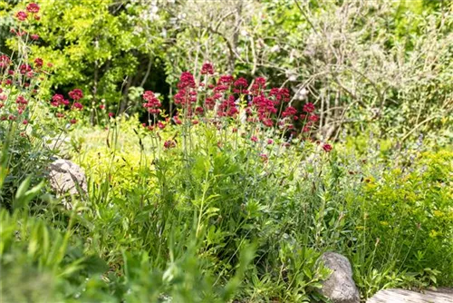 Rotblühende Garten-Spornblume - Centranthus ruber 'Coccineus'