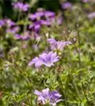 Garten-Storchschnabel - Geranium macrorrhizum 'Ingwersen'