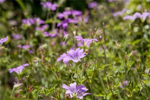 Garten-Storchschnabel - Geranium macrorrhizum 'Ingwersen'