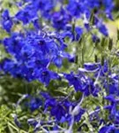 Verzweigter Garten-Rittersporn - Delphinium x bellad.'Völkerfrieden'