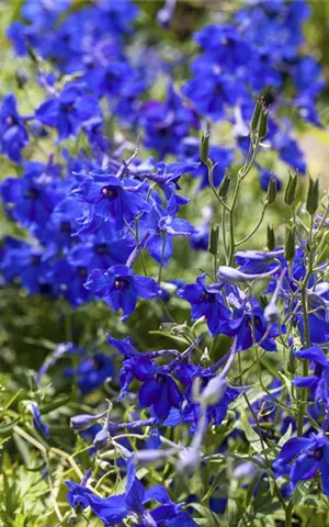 Delphinium x bellad.'Völkerfrieden'