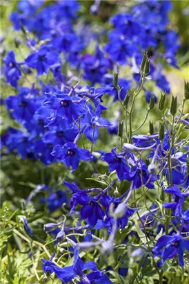 Verzweigter Garten-Rittersporn - Delphinium x bellad.'Völkerfrieden'