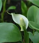 Schlangenwurz - Calla palustris