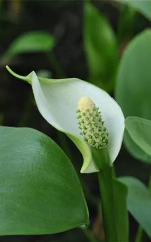 Calla palustris