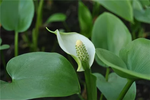 Schlangenwurz - Calla palustris