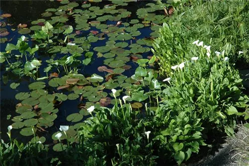 Schlangenwurz - Calla palustris