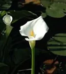 Schlangenwurz - Calla palustris