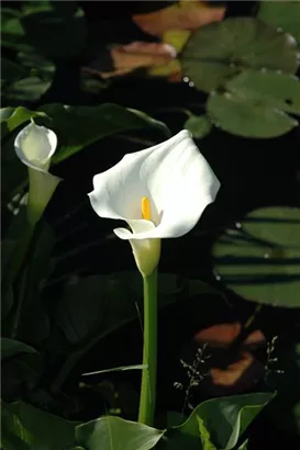 Schlangenwurz - Calla palustris