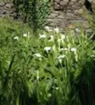 Schlangenwurz - Calla palustris