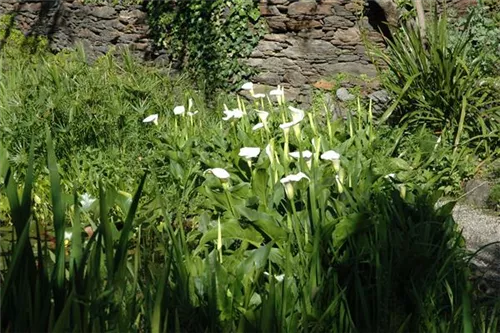 Schlangenwurz - Calla palustris