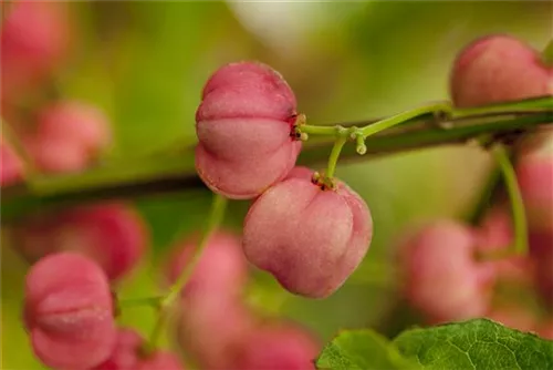 Hoher Korkflügelstrauch - Euonymus phellomanus