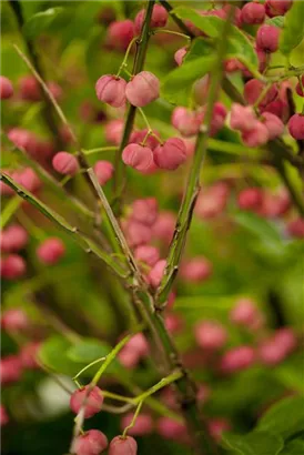 Hoher Korkflügelstrauch - Euonymus phellomanus