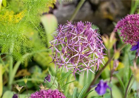 Allium christophii - Sternkugel-Lauch