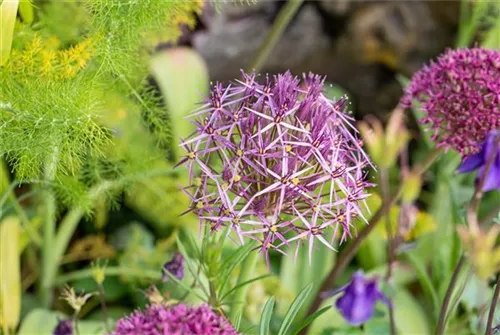 Sternkugel-Lauch - Allium christophii