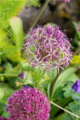 Sternkugel-Lauch - Allium christophii