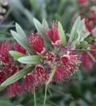 Zylinderputzer - Callistemon citrinus