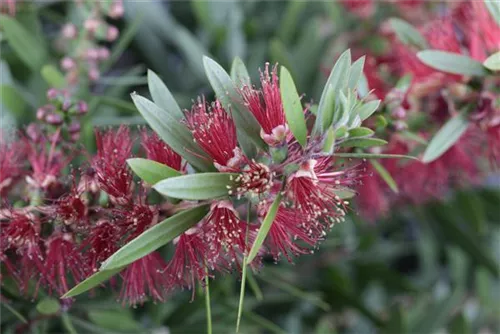 Zylinderputzer - Callistemon citrinus