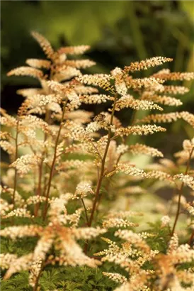 Zwerg-Geißbart - Aruncus aethusifolius