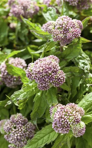 Eupatorium cannabinum