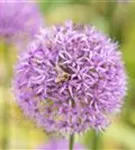 Riesen-Lauch - Allium giganteum