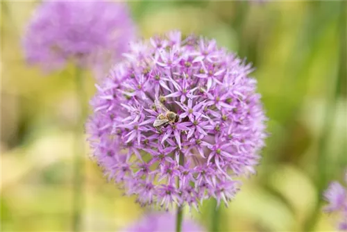 Riesen-Lauch - Allium giganteum