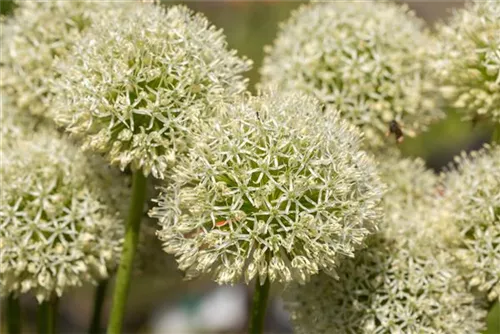 Riesen-Lauch - Allium giganteum