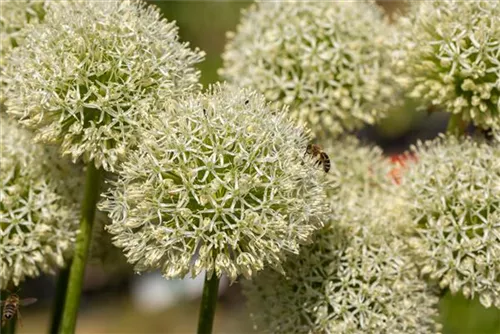 Riesen-Lauch - Allium giganteum