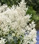 Hoher Wald-Geißbart - Aruncus dioicus